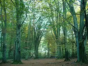 Mächtige Buchen bilden die große „Eingangshalle“ zum Urwald Sababurg