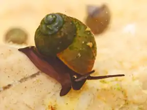 Bayerische Zwergdeckelschnecke