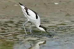 Säbelschnäbler beim Durchseihen des Wassers und Schlamms