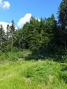 Burghügel. Zugang von Westen (Forststraße)