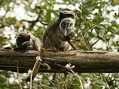 Kaiserschnurrbarttamarine (Saguinus imperator)