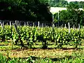 Weinreben in Saint-Lanne