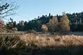 Moorwiese bei Saint-Régis-du-Coin