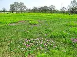 Tajimagahara-Primelhabitat