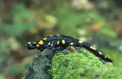 Feuersalamander(Salamandra salamandra )