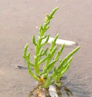 Salicornia europaea