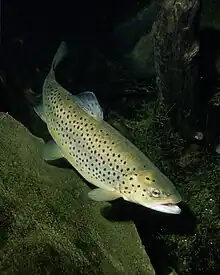 Forelle(Salmo trutta)