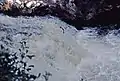 Ein Lachs im Sprung an den Falls of Shin