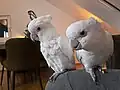 Salomonenkakadu Pärchen (links weiblich / rechts männlich)