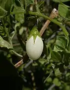 Salpichroa origanifolia