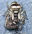 Vierpunktspringspinne wird von Mauer-Zebraspringspinne erbeutet