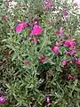 ‚Savannah Purple‘