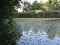 Gemeiner Schwimmfarn