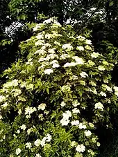 Schwarzer Holunder in Blüte