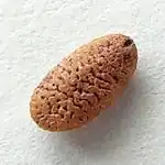 Holundersamen