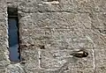 Falke mit Maus am Turm