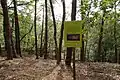 Wald oberhalb der Steinbrüche (2020)