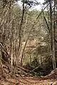 Wald an den Steinbrüchen (2021)