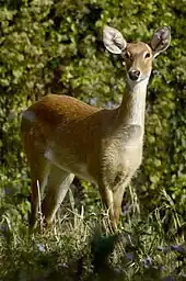 Ein in einer blühenden Wiese stehender, geweihloser Leierhirsch blickt aufmerksam mit aufgestellten Ohren in die Ferne, leicht am Betrachter vorbei.