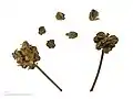 Fruchtstände und Früchte; verm. von der Unterart Sanguisorba minor subsp. balearica auf Grund der Flügel und den nicht netzförmigen Zwischenflächen