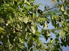 Santalum album