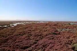 Bewuchs von Sarcocornia pillansii im Mündungsdelta bei Alexander Bay (Blick nach Namibia)