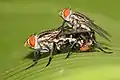 Kopulierende Fleischfliegen (Sarcophaga carnaria)