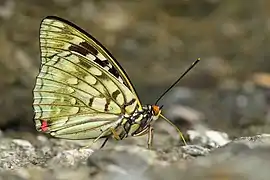 Flügelunterseite Männchen