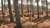 Farnbestandener Innenraum der Sassenburg