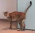 Savannah-F3-Kater(ein Jahr alt)