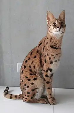 Dreijähriger Savannah-Kater
