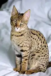Eine schlanke Savannah-Katze, eine Kreuzung aus Serval und Hauskatze mit Servalfärbung, sitzt auf einem weißen Laken, die Augen zum Fotografen gerichtet, der Kopf leicht geneigt.