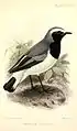 Somalisteinschmätzer (Oenanthe phillipsi) illustriert von John Gerrard Keulemans