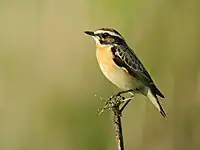 Braunkehlchen (Saxicola rubetra)