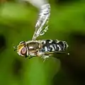 Weibchen im Flug