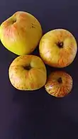 Alte Apfelsorte Schöner von Wiedenbrück