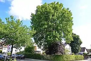 Stiel-Eiche an der Westendstraße Ecke Beethovenstraße in Obertshausen.