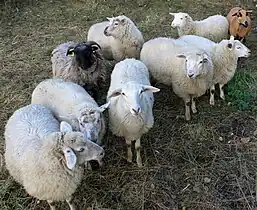 Schafe im Ziegram