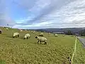 Schafsweide oberhalb Auf'm Hagen