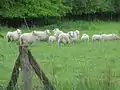 Schafe vom Hof Vogelsang