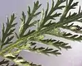 Makro eines Schafgarbenblattes von oben