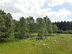 Schafherde in der Wentorfer Lohe