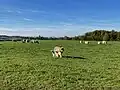 Schafzucht