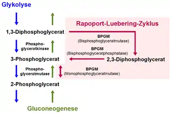 Bisphosphoglyceratmutase
