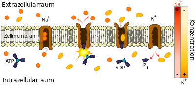 Natrium-Kalium-ATPase