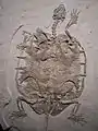 Schildkröte unbenannt, Bauchseite