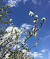 Schlehdorn-Blüte im April