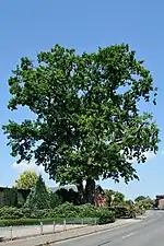 Dorfeiche