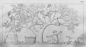 19. Äpfelbrechen (H I).