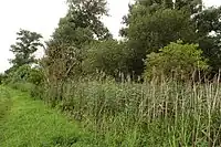 Schilfbestand im verlandeten Teich (2021)